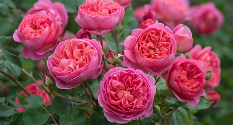 Our roses are bred for not only fragrance, but disease resistance, repeat bloom, grace, and charm. An Evening of David Austin Roses - Rohsler's Allendale ...