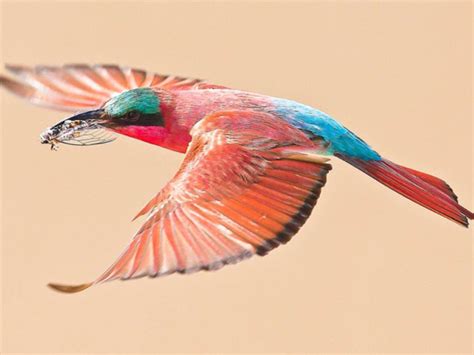 Birdwatching In Southern Africa Our Top 10 Destinations
