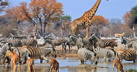7 Days Namibia Windhoek Damaraland And Etosha National Park