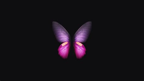 Pink Purple Butterfly In Black Background 4k Hd Butterfly Wallpapers Hd Wallpapers Id 45089