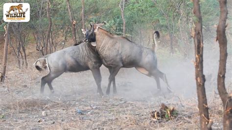 Nilgai Fighting Video Animal Fighting Video Jhalana Jungle Safari