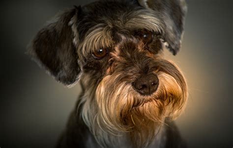 Wallpaper Look Portrait Dog Face The Miniature Schnauzer Images For
