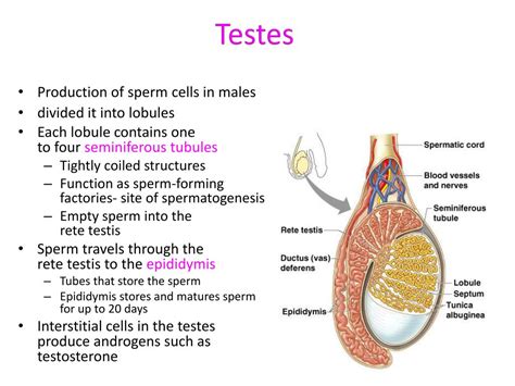 Ppt Reproductive Strategies Male Reproductive System Powerpoint