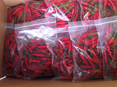 Small Red Chilli Padi 100g Tri Gem Resources