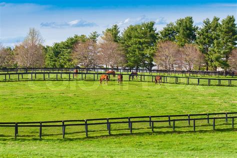 Green Pastures Of Horse Farms Country Spring Landscape Stock Image