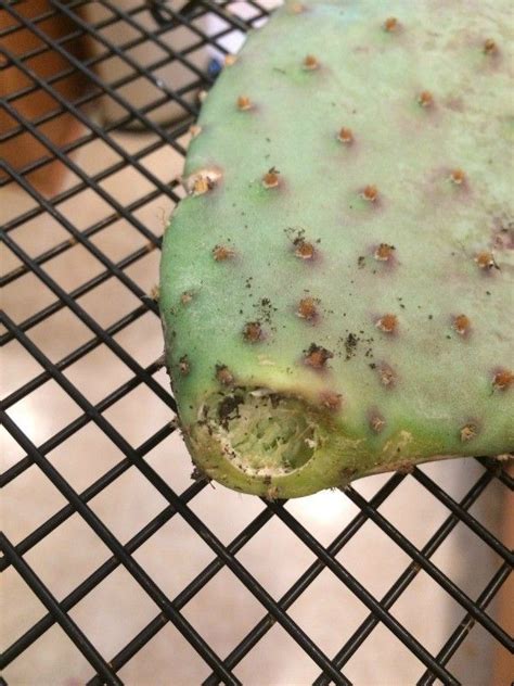 Houseplants eventually outgrow their containers, causing the roots to become crowded and learn more about how to take care of christmas cacti. Rooting a Cactus Pad