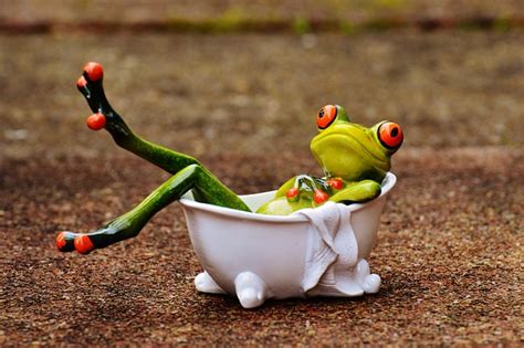 Frosch Badewanne Baden Kostenloses Foto Auf Pixabay Pixabay