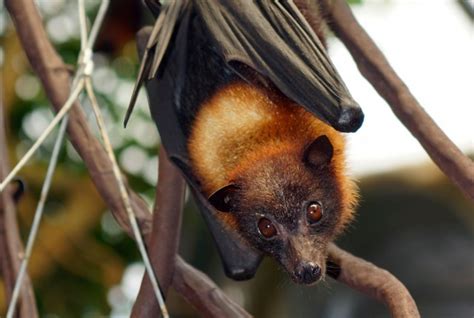 The genus to which it belongs, acerodon, includes four other megabat. Giant Golden-Crowned Flying Fox Bat Facts, Habitat, Diet ...