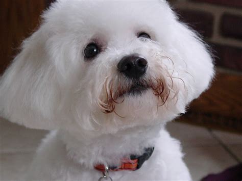 Dog Breed Bichon Frise Looking At Owner Wallpapers And