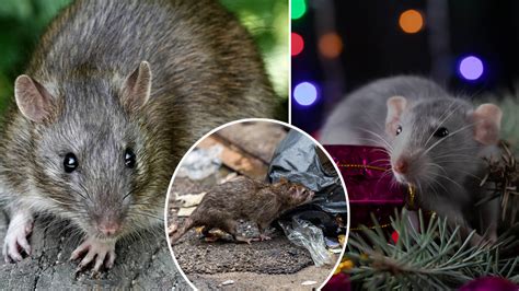 Millions Of Starving Giant Rats Could Invade Uk Homes This Christmas