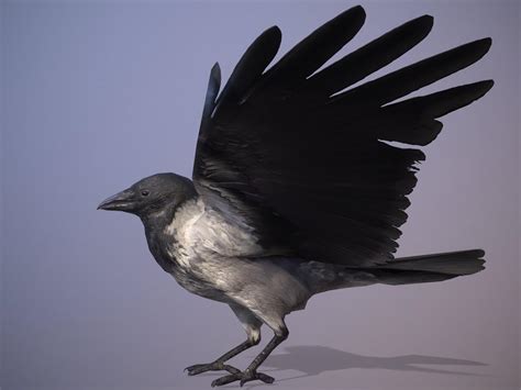 Crow 3d Model By Mikserart