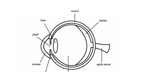 Parts Of The Eyes Worksheet