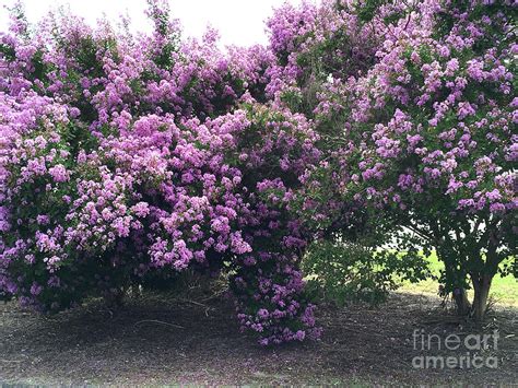 Charleston Lavender Purple Flowering Trees French Quarter South