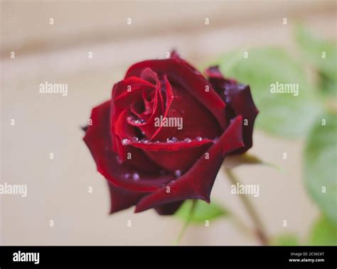 Red Rose With Raindrops Macro Photography Stock Photo Alamy