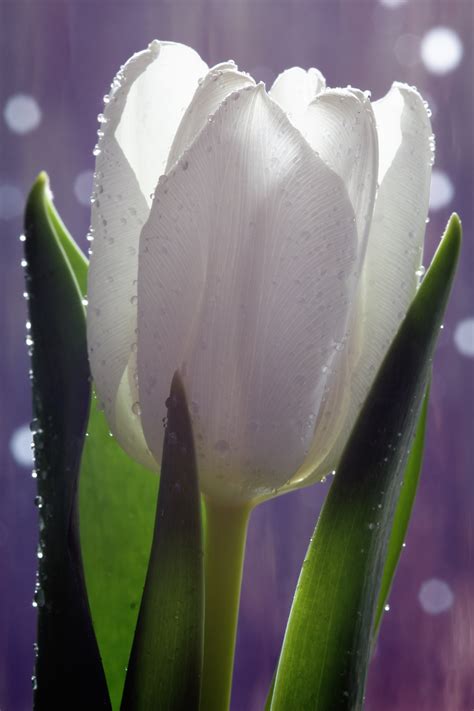 Selective Focus Photography Of White Petaled Flower With Water Dew Hd