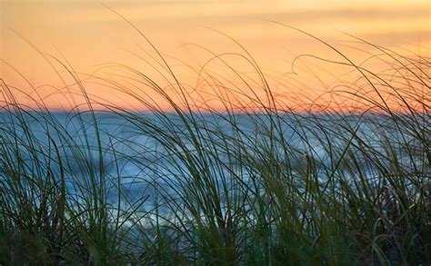 Sea Grass By The Ocean Blowing In A Breeze At Sunset Stockfreedom