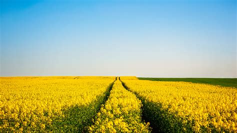 Image Trail Nature Rapeseed Sky Fields 1920x1080