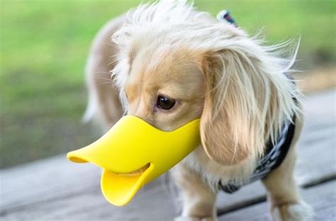Got Himself A Duck Mask To Help Him Keep Quiet Cute Animals Animals