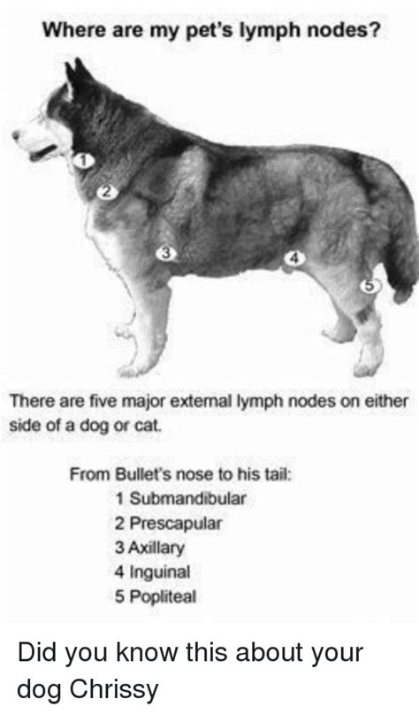 Examination Of Superficial Lymph Nodes In Dogs And Cat Images