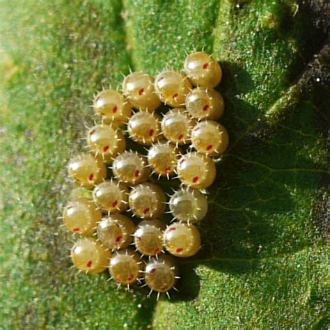 50 Best Ideas For Coloring Stink Bug Eggs