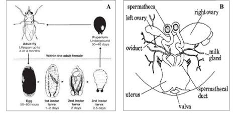 A Life Cycle Of The Tsetse Fly B Viviparous Reproduction Cycle Of
