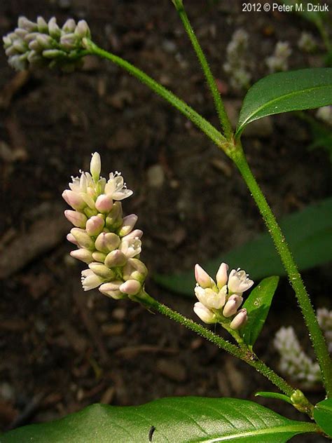Flowers native to western pennsylvania. Persicaria pensylvanica (Pennsylvania Smartweed ...