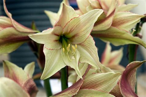21 Stunning Amaryllis Varieties For A Burst Of Winter Color