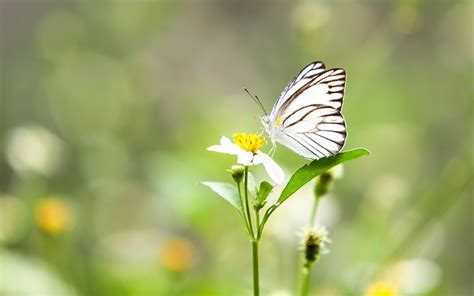 Create A Butterfly Habitat In Your Yard Butterfly Habitat Habitats