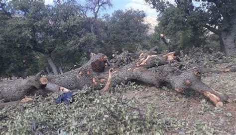 واکنش شورای عالی جنگل به قطع درختان صد ساله بلوط در استان کهگیلویه و