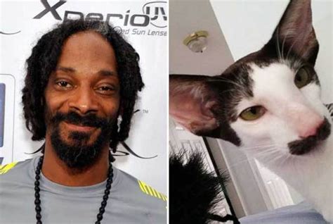 Cats That Looks Like Celebrities
