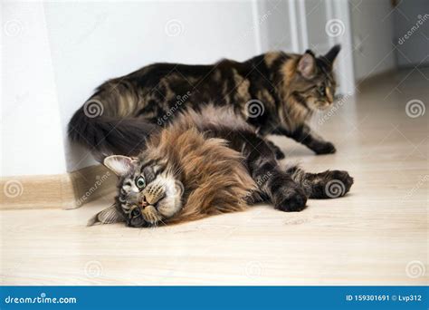 Two Cats Playing With Each Other Stock Image Image Of Adult Cute 159301691