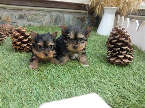 ¿cómo llegaron a convertirse en el mejor amigo del perros. Perros Yorkshire Toy - Venta
