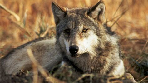 Two Large Animals Shot In Atlantic Canada May Be Wolves
