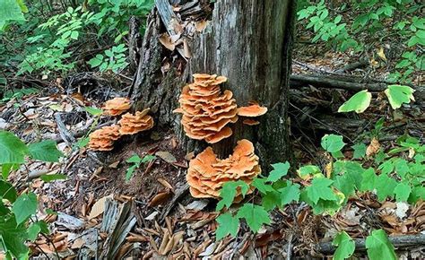 Chicken Of The Woods All You Need To Know Mushroomstalkers