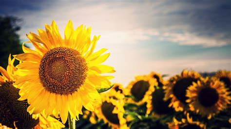 Sunflower Images Wallpapers 84 Wallpapers Hd Wallpapers