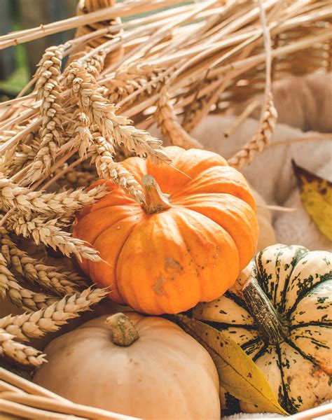 50 Autumn Puns And Jokes For Unfallgettable Instagram Captions