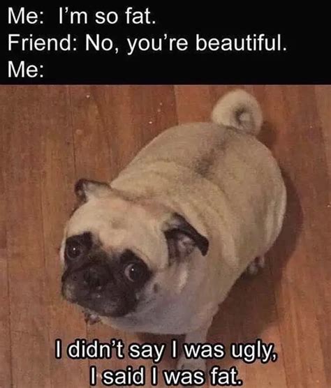 The 28 Funniest Pug Memes Of All Time Page 2 The Paws