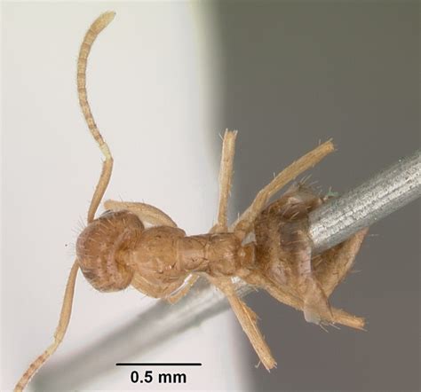 Nylanderia Vividula亮尼氏蚁 Chinese Ant Database蚂蚁数据库 Chinese Antweb蚁网