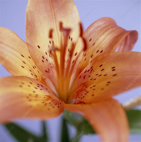 Lily Lilium Sp Stock Image B5701497 Science Photo Library