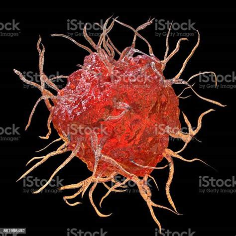 樹状細胞免疫細胞の抗原提示 マクロファージのストックフォトや画像を多数ご用意 マクロファージ 単球 細胞 Istock
