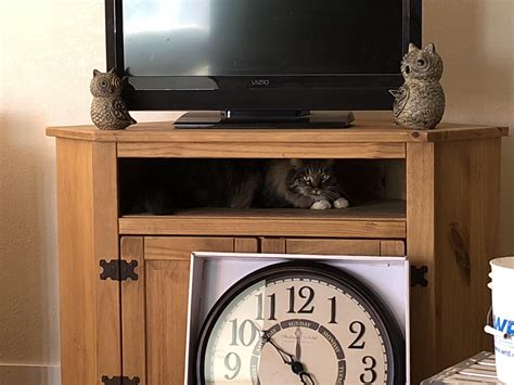 So, a new place would have been terrifying to them. My parents cat found a hiding spot in my new house ...