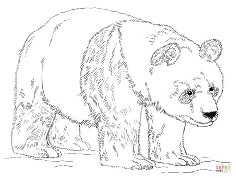 Adult Coloring Panda Coloring Pages