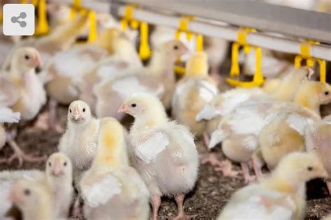 Tips Ternak Ayam Petelur Agar Menghasilkan Telur Berkulitas Independensia