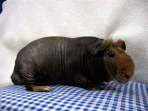 10 Reasons To Love A Skinny Pig How To Care For Your Hairless Cavy