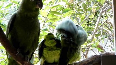 Amazon Parrots Mating Cloacal Kiss Read Description Youtube