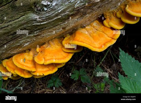 Yellow Fungus Growing On Rotting Log Stock Photo Alamy