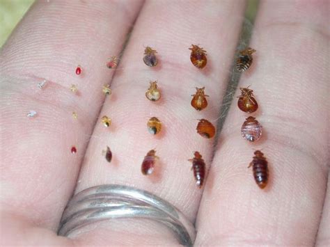 78 Best Images About Bed Bugs On Pinterest Nymphs