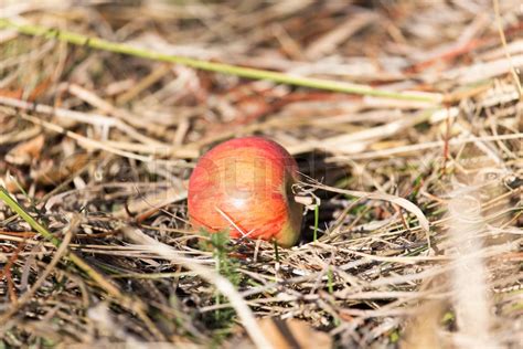 Apple Lying On The Ground In Nature Stock Image Colourbox