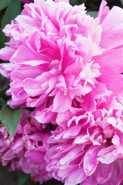 Pink Peony Stock Photo Image Of Soft Spring Pink Beautiful 28714956