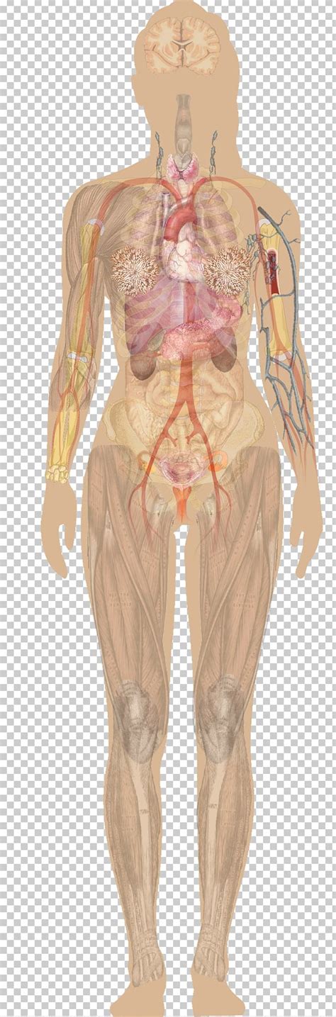 Human Body Anatomy Organ Diagram Woman Png Clipart Abdomen Anatomy